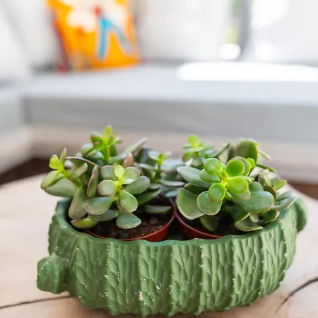 Perla Дом отдыха